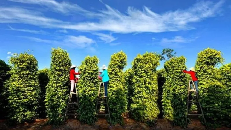 Farmers on ladders harvest tall pepper vines under a bright blue sky in Phu Quoc.