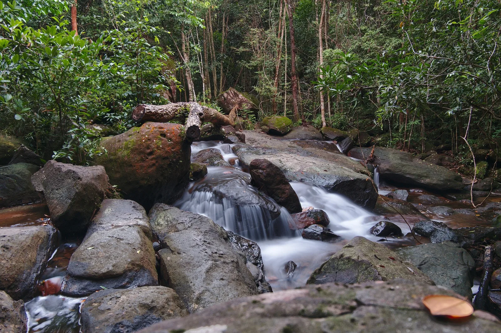 A small cascading stream flows over mossy rocks in a forested area at Suoi Tranh, Phu Quoc.