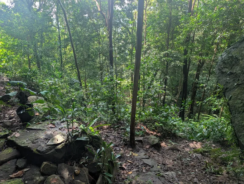 A rocky trail winds through dense green forest in the Phu Quoc jungle.